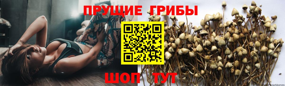 Тавда  Галлюциногенные грибы прущие грибы  где можно купить наркотик  Вход с VPN  Галлюциногенные грибы Magic Shrooms 